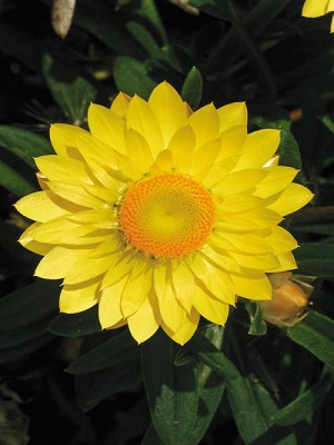 BRACTEANTHA Mohave Yellow